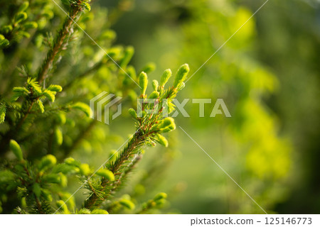 New spring growth on a conifer branch captured in a lush garden setting during early morning hours New spring growth on a conifer branch captured in a lush garden setting during early morning hours 125146773