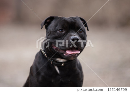 Playful black dog in a relaxed outdoor setting enjoying a sunny day with a joyful demeanor and expressive features Staffordshire Bull Terrier 125146799
