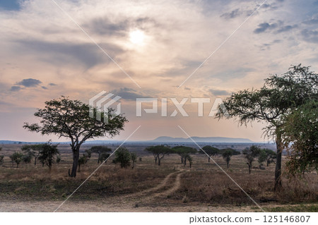 Serengeti Landscape late afternoon 125146807