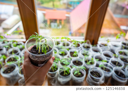 Small seedling pot in woman hand and young sprouts on a windowsill. Concept of home gardening and vegetable planting preparation. Small seedling pot in woman hand and young sprouts on a windowsill. Concept of home gardening and vegetable planting preparation. 125146838