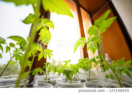 Small seedling pots with young sprouts on a windowsill. Concept of home gardening and vegetable planting preparation. Small seedling pots with young sprouts on a windowsill. Concept of home gardening and vegetable planting preparation. 125146839