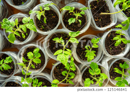 Small seedling pots with young sprouts on a windowsill. Concept of home gardening and vegetable planting preparation. 125146841
