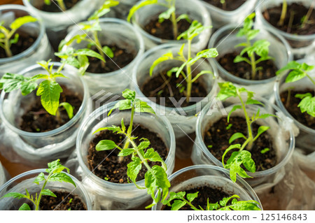 Small seedling pots with young sprouts on a windowsill. Concept of home gardening and vegetable planting preparation. 125146843
