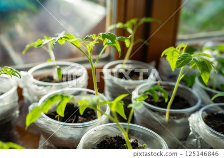 Small seedling pots with young sprouts on a windowsill. Concept of home gardening and vegetable planting preparation. Small seedling pots with young sprouts on a windowsill. Concept of home gardening and vegetable planting preparation. 125146846