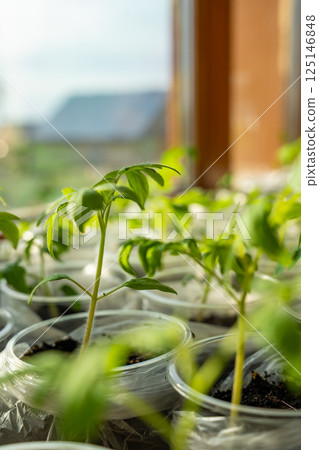 Small seedling pots with young sprouts on a windowsill. Concept of home gardening and vegetable planting preparation. 125146848