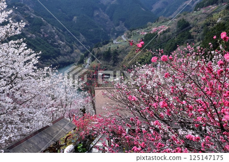 花之裡公園（高知縣仁淀川町寺村）的桃花和櫻花盛開 125147175