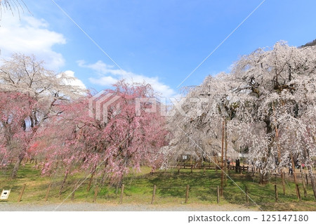 Weeping cherry tree of Chichibu Seiunji Weeping cherry tree of Chichibu Seiunji 125147180