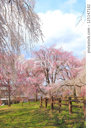 Chichibu Seiunji的垂枝櫻花 125147182