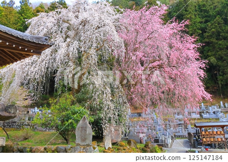Weeping cherry tree of Chichibu Seiunji Weeping cherry tree of Chichibu Seiunji 125147184