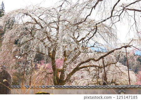 Weeping cherry tree of Chichibu Seiunji Weeping cherry tree of Chichibu Seiunji 125147185