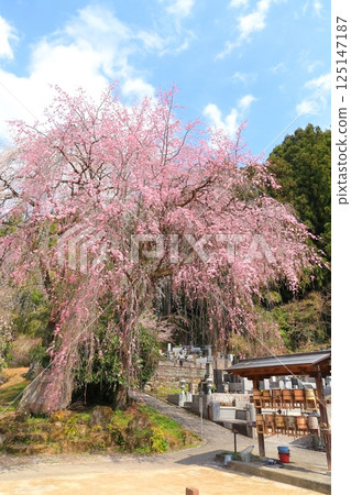 Chichibu Seiunji的垂枝櫻花 125147187