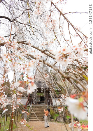 Chichibu Seiunji的垂枝櫻花 125147188