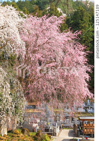 Weeping cherry tree of Chichibu Seiunji 125147189