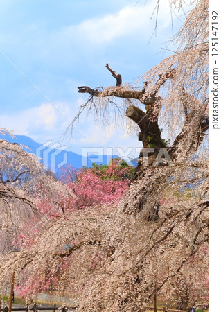 Chichibu Seiunji的垂枝櫻花 125147192