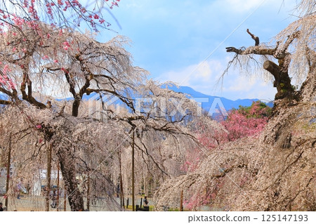 Chichibu Seiunji的垂枝櫻花 125147193