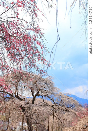 Weeping cherry tree of Chichibu Seiunji 125147194
