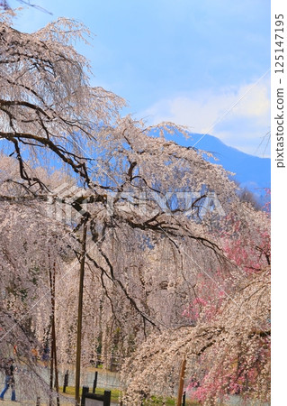 Chichibu Seiunji的垂枝櫻花 Chichibu Seiunji的垂枝櫻花 125147195