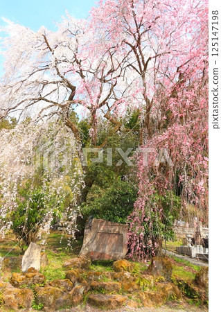 Chichibu Seiunji的垂枝櫻花 Chichibu Seiunji的垂枝櫻花 125147198