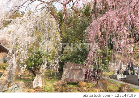 Weeping cherry tree of Chichibu Seiunji 125147199
