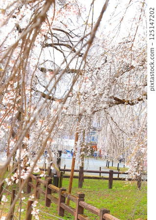 Chichibu Seiunji的垂枝櫻花 125147202