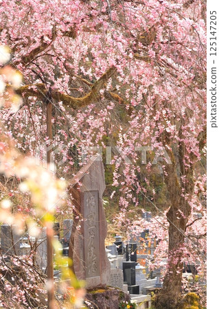 Chichibu Seiunji的垂枝櫻花 Chichibu Seiunji的垂枝櫻花 125147205