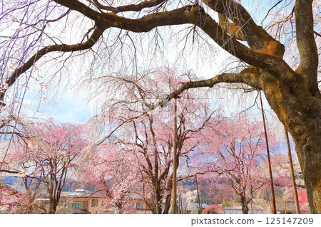 Chichibu Seiunji的垂枝櫻花 125147209