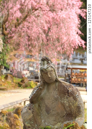 Chichibu Seiunji的垂枝櫻花 Chichibu Seiunji的垂枝櫻花 125147210