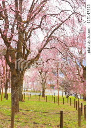 Chichibu Seiunji的垂枝櫻花 125147213