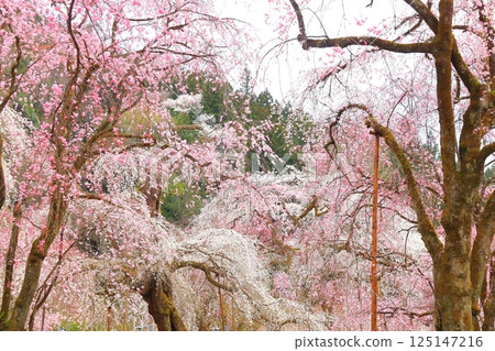 Chichibu Seiunji的垂枝櫻花 Chichibu Seiunji的垂枝櫻花 125147216