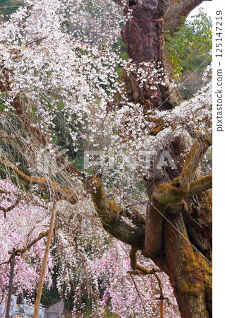 Chichibu Seiunji的垂枝櫻花 125147219