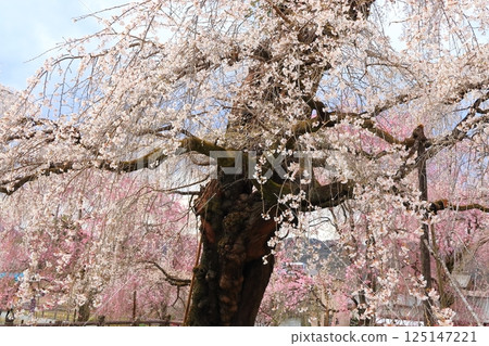Chichibu Seiunji的垂枝櫻花 125147221