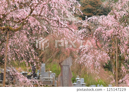 Chichibu Seiunji的垂枝櫻花 125147229