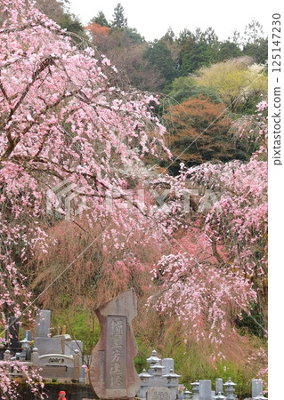 Chichibu Seiunji的垂枝櫻花 Chichibu Seiunji的垂枝櫻花 125147230