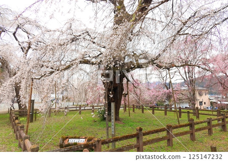 Weeping cherry tree of Chichibu Seiunji 125147232