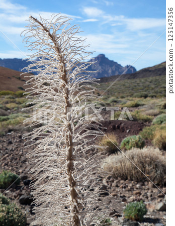 A closeup of a dried plant of an echium wildpretii, vipers bugloss, tajinaste rojo in Teide national park Tenerife 125147356