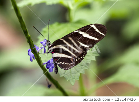 The Stripped Butterfly, selective focus 125147420
