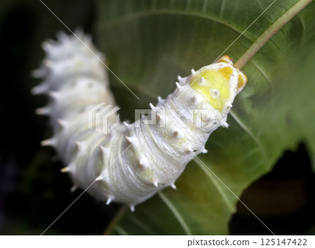 Big white caterpillar on a leaf 125147422
