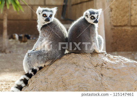 Ring-tailed lemurs at the zoo 125147461