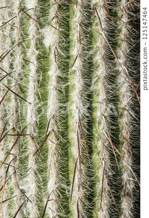 Cactus, side view, close up Cactus, side view, close up 125147464
