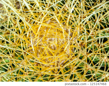 Cactus, view from above, close up Cactus, view from above, close up 125147468
