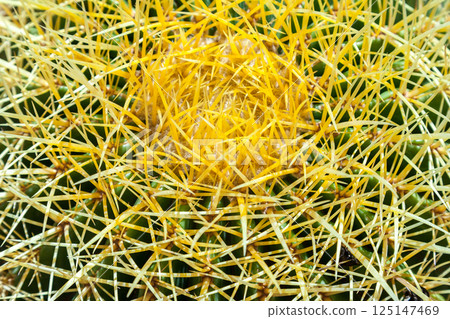 Cactus, view from above, close up 125147469