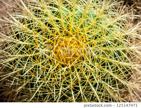 Cactus, view from above, close up 125147471