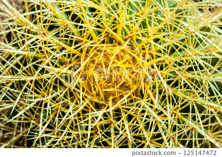 Cactus, view from above, close up Cactus, view from above, close up 125147472