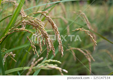 Rice ear before harvest 125147534