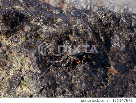 Small crab on a black rock 125147671