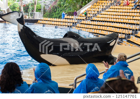 PUERTO DE LA CRUZ, TENERIFE ISLAND, SPAIN - December 12, 2015 - Trained orcas whales perform in front of tourists PUERTO DE LA CRUZ, TENERIFE ISLAND, SPAIN - December 12, 2015 - Trained orcas whales perform in front of tourists 125147701