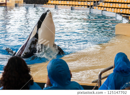 PUERTO DE LA CRUZ, TENERIFE ISLAND, SPAIN - December 12, 2015 - Trained orcas whales perform in front of tourists PUERTO DE LA CRUZ, TENERIFE ISLAND, SPAIN - December 12, 2015 - Trained orcas whales perform in front of tourists 125147702