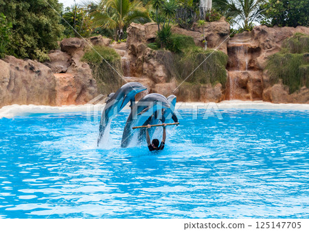 PUERTO DE LA CRUZ, TENERIFE ISLAND, SPAIN - December 12, 2015 - Trained dolphins perform at water show 125147705