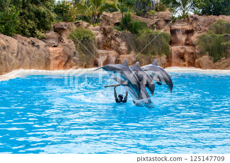 PUERTO DE LA CRUZ, TENERIFE ISLAND, SPAIN - December 12, 2015 - Trained dolphins perform at water show PUERTO DE LA CRUZ, TENERIFE ISLAND, SPAIN - December 12, 2015 - Trained dolphins perform at water show 125147709