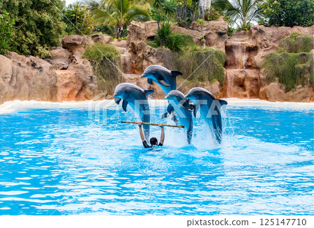 PUERTO DE LA CRUZ, TENERIFE ISLAND, SPAIN - December 12, 2015 - Trained dolphins perform at water show 125147710